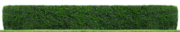 Hedge A hedge isolated on white. hedge,border,plant, hedge stock pictures, royalty-free photos & images