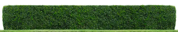 Photo of Hedge