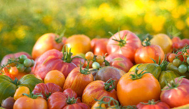 有機農産物の背景、エアルームトマトの野菜 - heirloom tomato homegrown produce tomato organic ストックフォトと画像