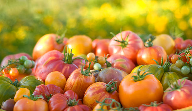 유기 토종 농산물 배경, 토종 체리 토마토 야채면 - heirloom tomato organic tomato green tomato 뉴스 사진 이미지