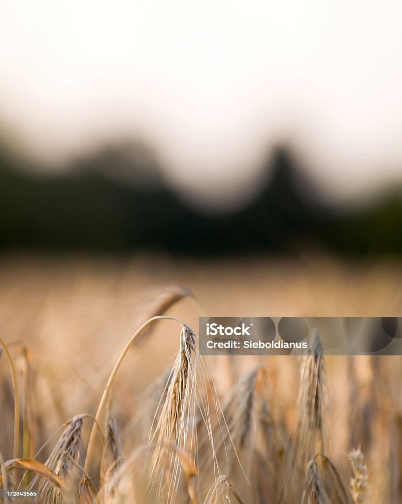 Corn field with copy space. Agricultural Field Stock Photo
