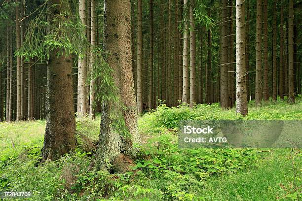 Foto de Spruce Floresta e mais fotos de stock de Bosque - Floresta - Bosque - Floresta, Caule, Conífera