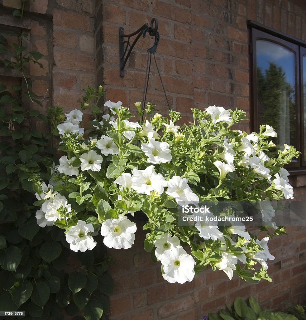 hanging basket a hanging basket hung from a wall in a cottage garden Botany Stock Photo