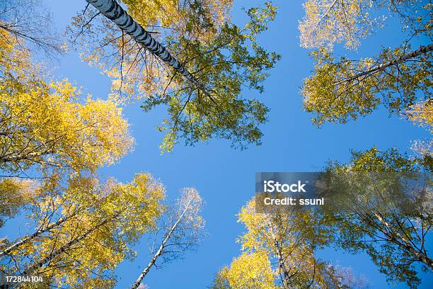 Bäume Stockfoto und mehr Bilder von Baum - Baum, Birke, Fotografie