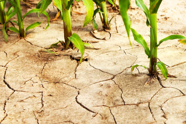 istock Corn field during drought, hot weather, cracked ground, dry soil. 1728441778