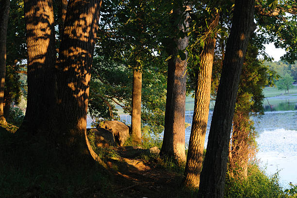 istock Woods at Green Lane Park 172844351