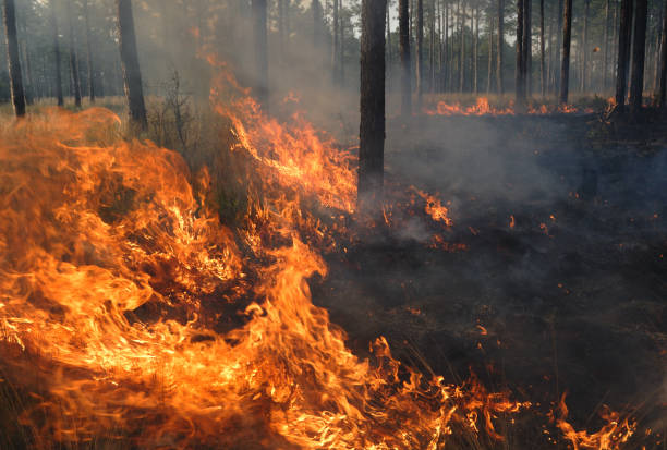 istock Close-up flames of a forest fire 172844370
