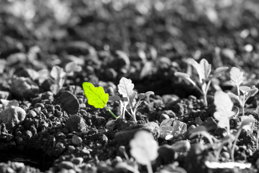 A green leaf within a b/w field (standing out from the crowd concept).