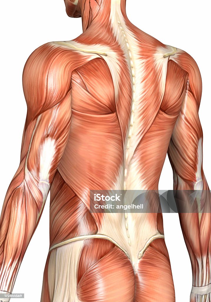 Muscular parte posterior de un hombre - Foto de stock de Musculoso libre de derechos