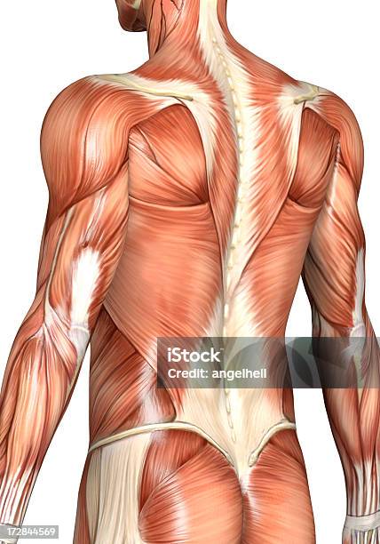 Muscolare Posteriore Di Un Uomo - Fotografie stock e altre immagini di Struttura muscolare del torso - Struttura muscolare del torso, Anatomia umana, Schiena