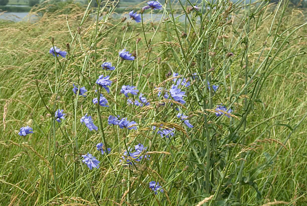 Chicory (Cichorium intybus) Medium to tall, stiffly hairy or hairless Perennial. When Plant injured, it produces Latex. Flower heads mostly clear bright blue. lek river in the netherlands stock pictures, royalty-free photos & images