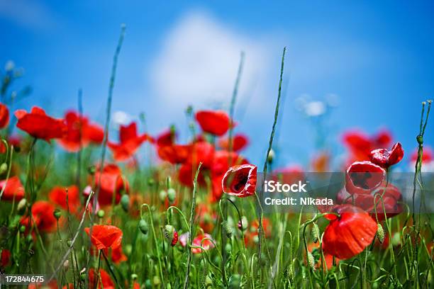 Campo Di Papaveri - Fotografie stock e altre immagini di Agricoltura - Agricoltura, Ambientazione esterna, Ambientazione tranquilla