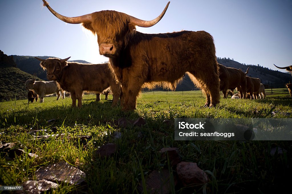 Organic Beef Cow Scottish Highlander A grass fed Scottish highlander long hair cow raised for organic beef. Agriculture Stock Photo