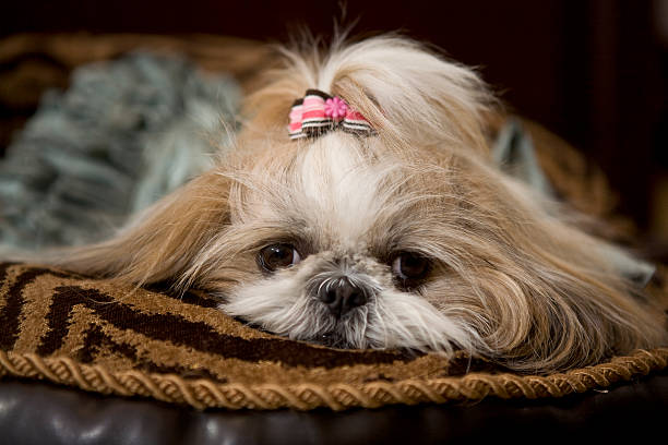 feminino shih tzu cachorro close-up - shih tzu cute animal canine - fotografias e filmes do acervo