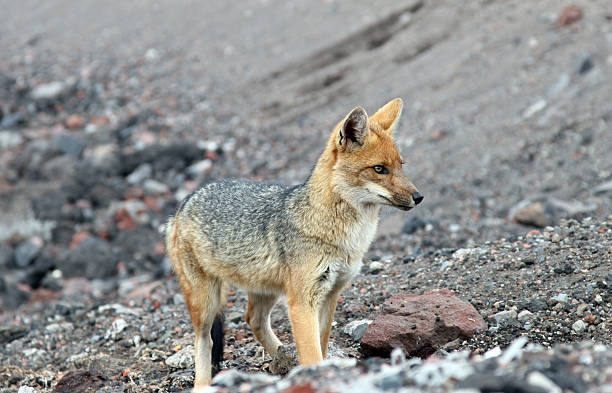 istock Red Fox Hunting at Cotopaxi Base Camp, Ecuador 172845035