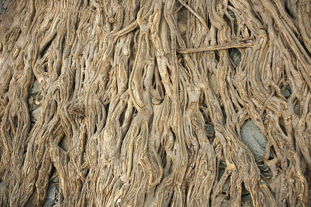 Tree Roots stock photo