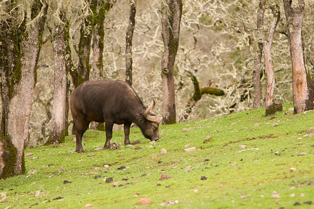 cape buffalo stock photo