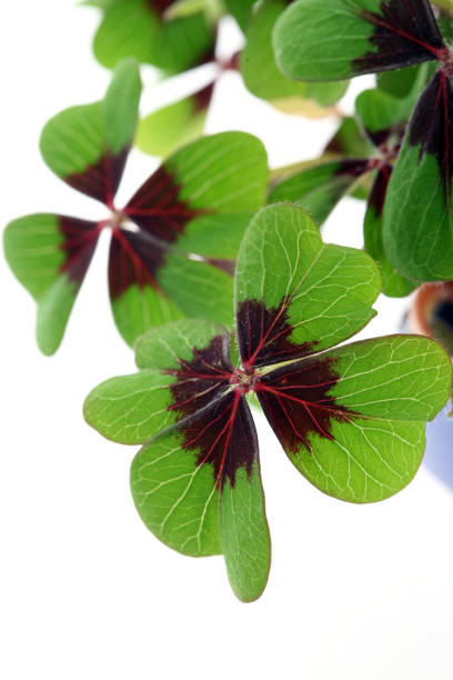 istock Good luck the Irish way 172845136