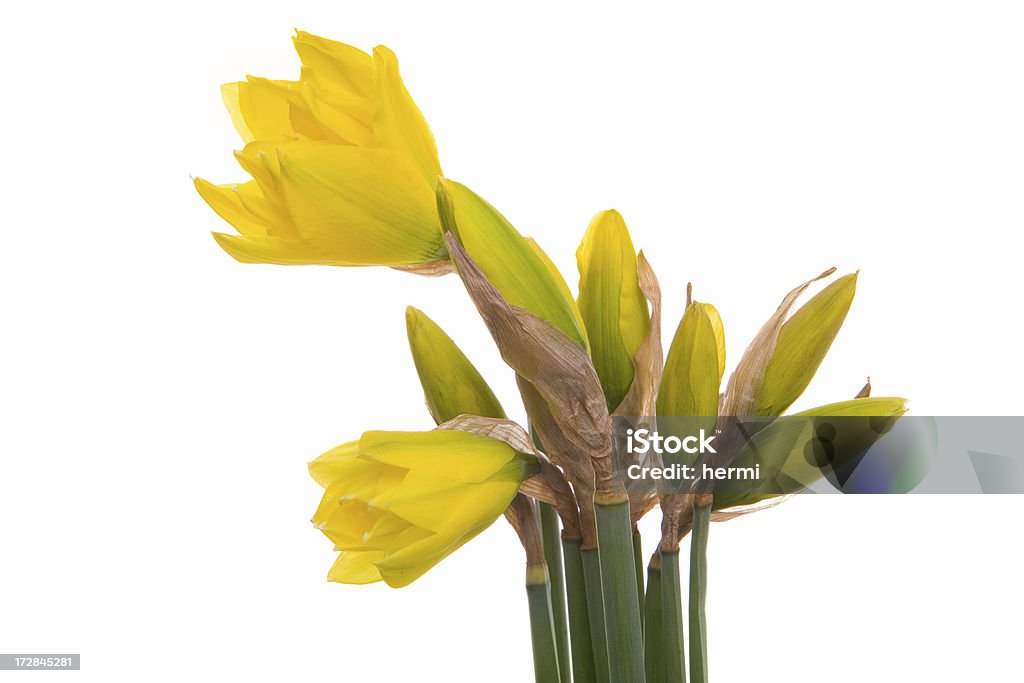 Narciso amarelo na primavera em branco - Foto de stock de Abril royalty-free
