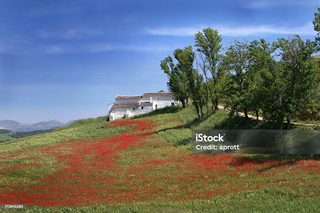 Paysage avec champ de maïs coquelicots rouges - Photo de Grazalema libre de droits