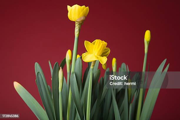 Narciso Na Primavera Amarelo Vermelho Carmesim - Fotografias de stock e mais imagens de Bulbo de flor - Bulbo de flor, Mija-burro, Abril