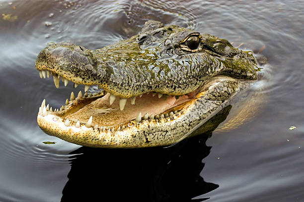 Crocodile Smile Stock Photo - Download Image Now - Crocodile, Louisiana, Swamp - iStock Crocodile Smile Stock Photo - Download Image Now - Crocodile, Louisiana, Swamp - iStock