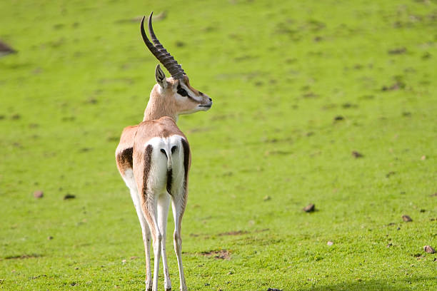 impala antelope stock photo