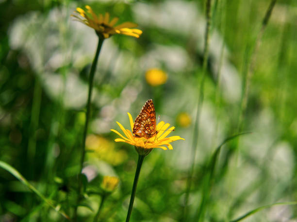 Butterfly on Calendula yellow flower close up in meadow