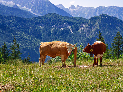 Cows in Bavarian alps landscape in summer, Konigssee, Germany
