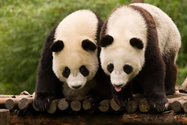 istock Two Pandas Watching For Food 172846031