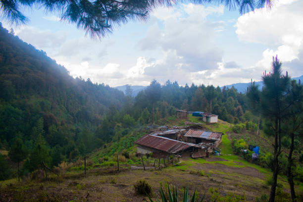 casa en medio de bosque