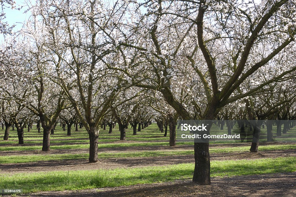 Миндальные деревья с цветами - Стоковые фото Без людей роялти-фри