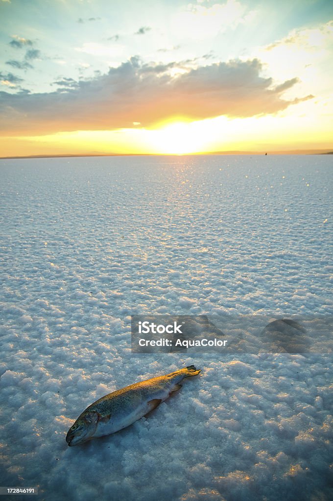 The End Dead fish on the salt lake Animal Stock Photo