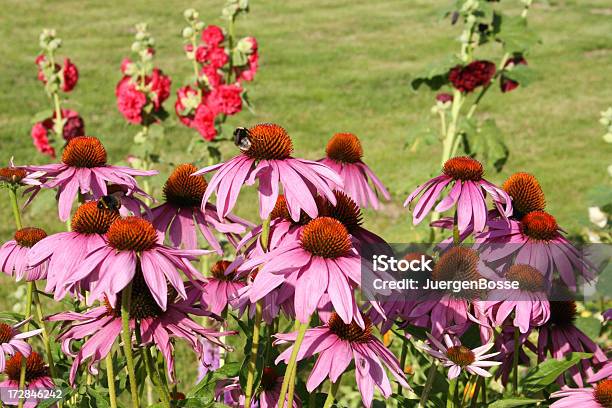 Coneflowers Stockfoto und mehr Bilder von Alternative Medizin - Alternative Medizin, Blume, Blüte