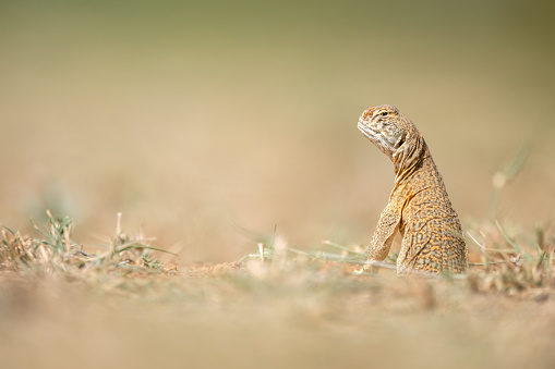 Portrait of a Hardwicke's spiny-tailed lizard or the Indian spiny-tailed lizard from Thar Desert, Rajasthan