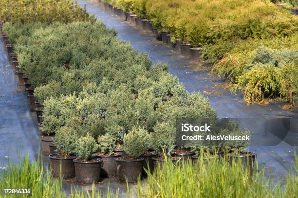 Semenzaio - Fotografie stock e altre immagini di Agricoltura - Agricoltura, Ambientazione esterna, Centro per il giardinaggio