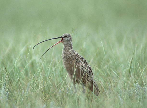 Long-Billed Curlew "Long-billed curlew in the Jefferson River valley, Montana." numenius americanus stock pictures, royalty-free photos & images