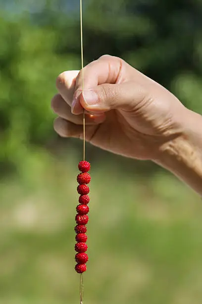 Photo of Wild strawberries