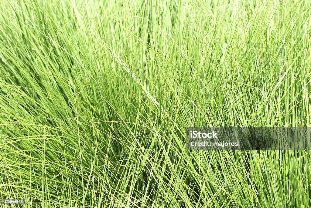 L'herbe - Photo de Brin d'herbe libre de droits