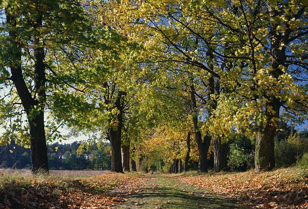 autumn stock photo