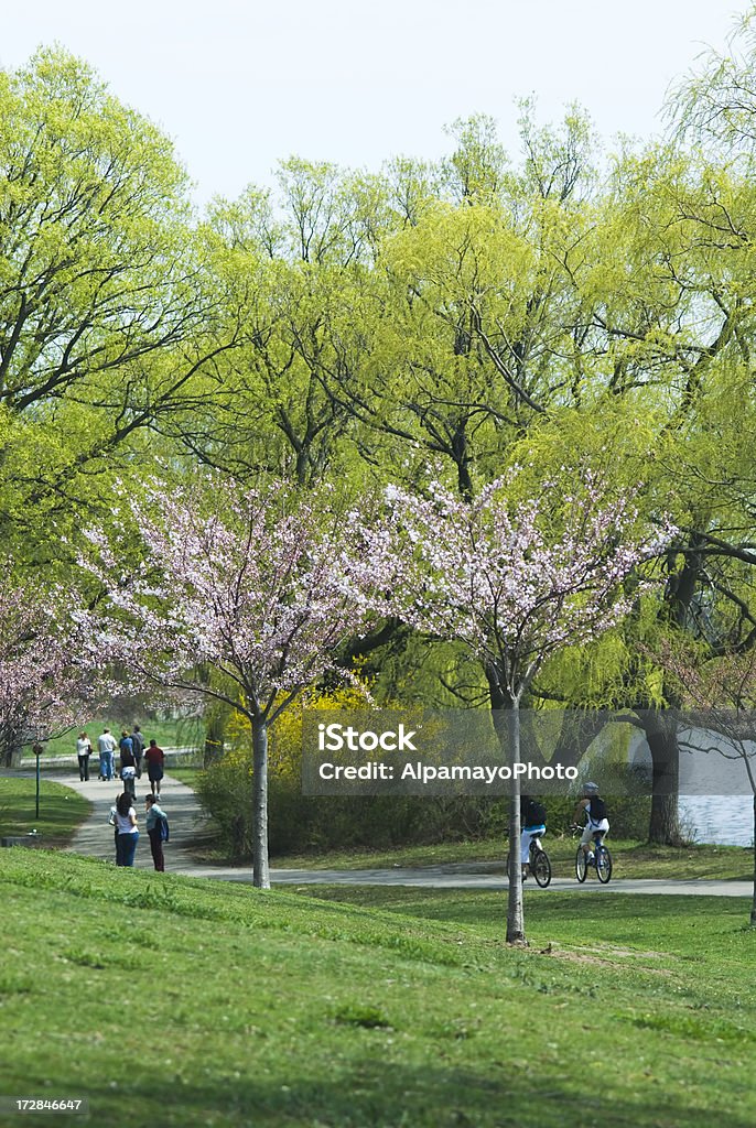 Parc urbain au printemps - Photo de Arbre libre de droits