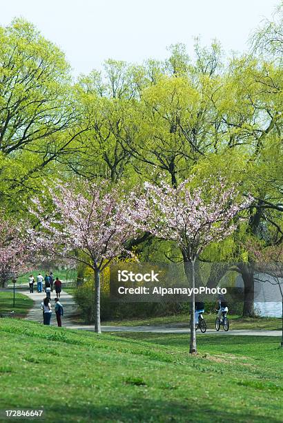 Photo libre de droit de Parc Urbain Au Printemps banque d'images et plus d'images libres de droit de Arbre - Arbre, Arbre en fleurs, Avril