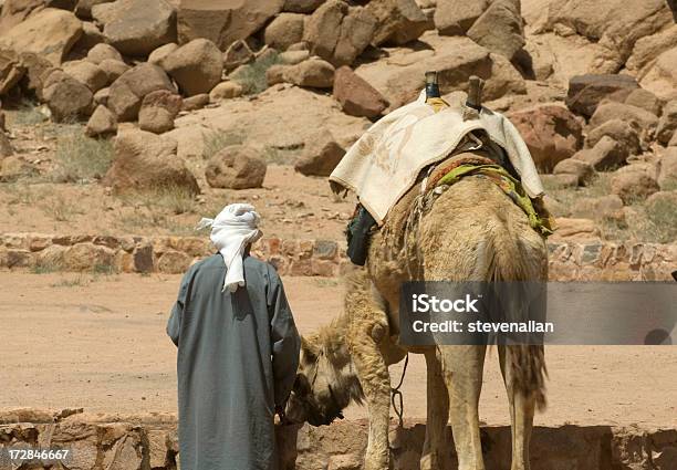 Cammello Wadi Rum - Fotografie stock e altre immagini di Animale - Animale, Antica civiltà, Antico - Condizione