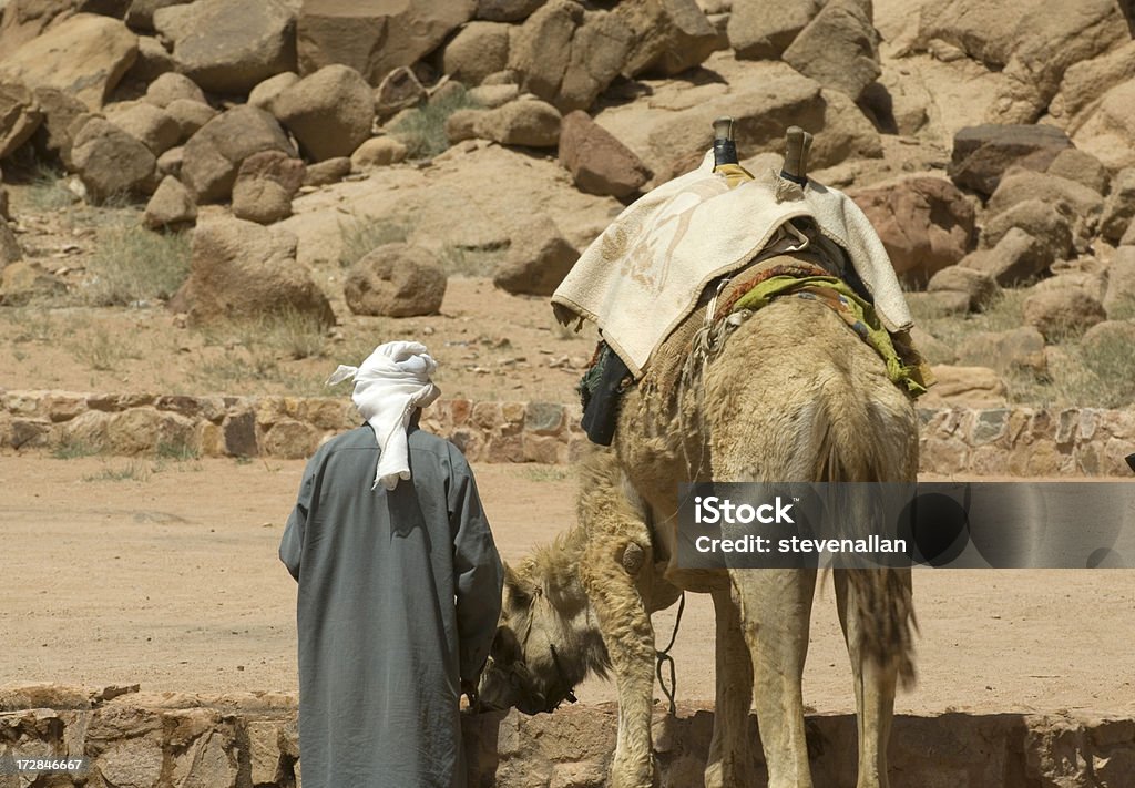 Wielbłąd Wadi Rum - Zbiór zdjęć royalty-free (Azja Zachodnia)