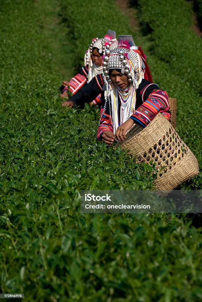 Akha Herbata Pickers - Zbiór zdjęć royalty-free (Akha)