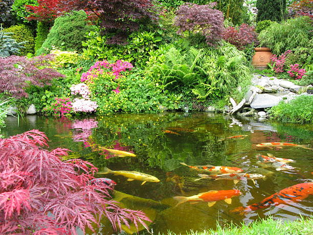 istock Big Kois in the pond 172846998