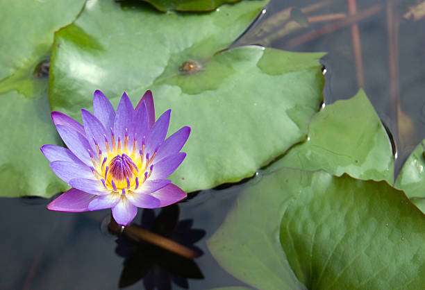 One Purple Lotus Flower