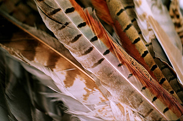 faisán de pluma - pheasant hunting feather game shooting fotografías e imágenes de stock