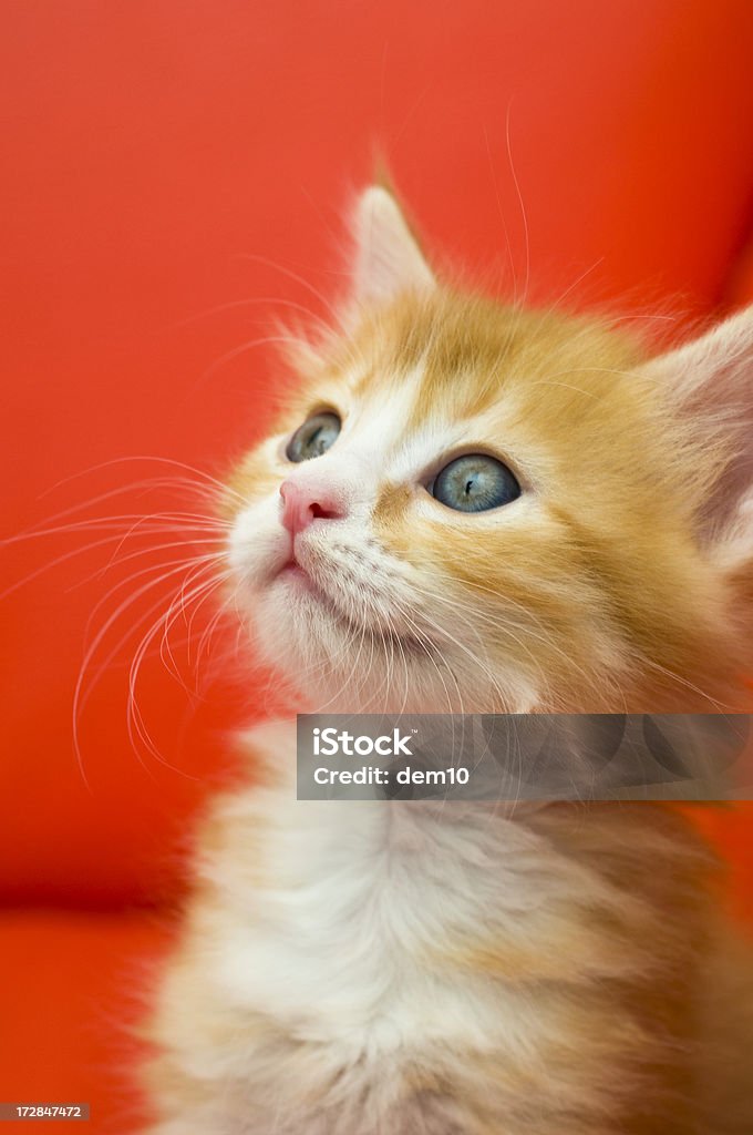 Kitten Heel-Porträt - Lizenzfrei Blick nach oben Stock-Foto