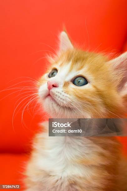 Kitten Heelporträt Stockfoto und mehr Bilder von Blick nach oben - Blick nach oben, Einzelnes Tier, Farbbild